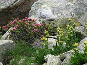 08_Fioriture verso il Passo Selletta